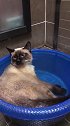 猫：边洗澡边喝水，一举两得！