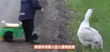 四只大白鹅衷心保护主人，遇人盘人遇狗怼狗，镜头拍下搞笑瞬间