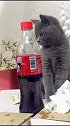 我的猫总偷喝我可乐怎么办