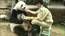大熊猫年纪大了，吃饭都是饲养员一口一口的喂，超暖心