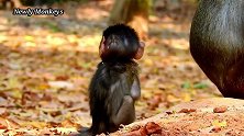 猴子想吃东西，遭到猴妈妈的惩罚，猴妈丢掉也不给它吃！