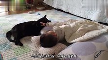 妈妈把宝宝放地毯上和狗狗玩，接下来小家伙的动作，太暖心可爱了
