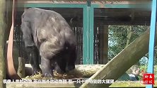 大猩猩像人一样直立行走，网友这不是人假扮的