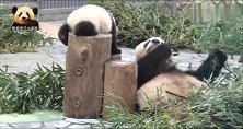 两个软糯的小不点儿闲来无事，在熊猫妈妈面前争宠