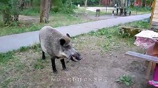 野猪闯进居民区，被抓住后，直接将其五花大绑！
