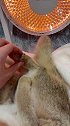 妹妹其实是一只银渐层的……后来就糊了萌宠 小猫咪的迷惑行为  萌宠嘉年华