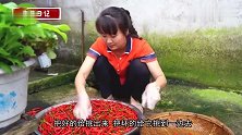 莹莹日记：小米辣长红了，摘一筐做豆瓣酱，做法简单，一看就会