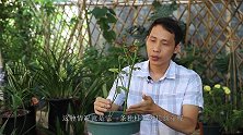 这个方法很简单，看一次就会，想要月季从哪里长侧芽，就从哪里长