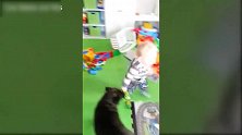 看看那些让宝宝无可奈何的狗狗，这是什么情况，宝宝懵了！