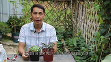 秋季养多肉，有3点不把握好，不但上不了色，反而还要“砍头”