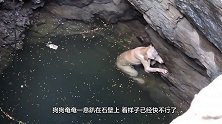一只狗狗被困堤坝，路人的做法太暖心，上演人间自有真情在