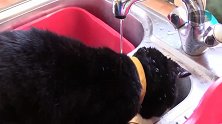这黑猫想要接水喝，结果水全被自己头给挡住了，太逗了！