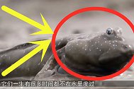 地球上最憋屈的鱼，进化3亿年成功上岸，不料却成为盘中美食！