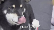 柴犬：铲屎的非要逼我吃这玩意儿，你们帮我吃了呗