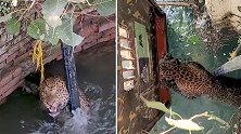 印度：一只7岁的豹子掉进水井挣扎求生，救援人员将其救出