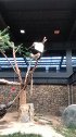 熊猫谁来救救我，我被卡在树上了！