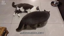 两只猫咪拳打脚踢咬很凶，明明是亲姐妹，为何也会打架？