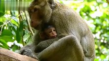 幸福的猴仔躺着猴妈的怀抱，好有爱的一幕
