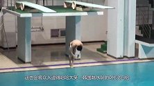 韩国跳水队的0分没白给！请控制你的笑，小心和他一样肌肉抽筋