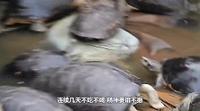 养了35年的乌龟不对劲，医生剖开肚子一看，里面竟全是宝贝！