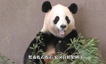 当一个吃货犯困了,看到大熊猫的反应,让人笑到扶墙