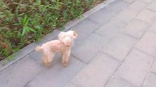 胆小鬼小泰迪猜猜逛公园，跑着跑着又变成空中飞狗了，啥原因？