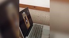 狗狗都会玩电脑了，里边也是小狗狗，太厉害了吧！