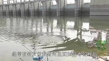 夏季野钓鲤鱼方法，鲫鲤通杀这样钓才完美，一般收获错不了
