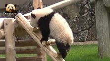 熊猫宝宝“背”着红叶爬木梯，乖萌无比的样子实在讨人喜欢