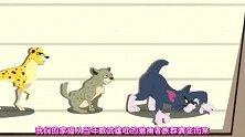 猫和老鼠：家猫居然是猎豹演变来的，汤姆猫看了都有点疑惑！