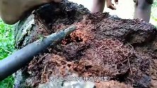 动物：男子河边发现枯树，里面传出奇怪声音，用手一掏惊喜连连