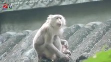 猴爸不管猴仔，猴妈想不开去楼顶