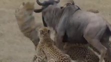 猎豹攻击牛羚，牛羚拼死反抗！