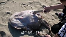 这种鱼其貌不扬，却被誉为“海中鹅肝”，一辈子都靠老婆养活