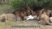 雄狮猎物被同伴分食，为护食紧咬不松口，生气样子像极了人类！
