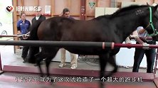 马能跑得多快？老外将它放在跑步机上，结果让人大吃一惊