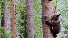 贪玩的小熊在树上不愿意下来，熊妈妈在树下苦苦等待！