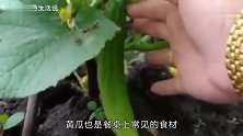 它是皮肤的“减龄菜”淡化眼角细纹，淡斑驻颜，小脸白净又水灵