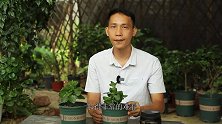 给长寿花二次修剪，还把它切掉？看完明白了