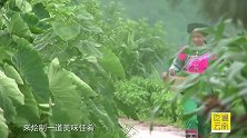 哈尼小妹传授“哈尼大丰收”，每一道菜来自 田间，大自然的味道