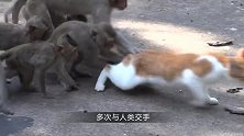 公鸡被猴子一把抓住，下一秒猴子的举动，够我笑一天！