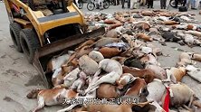 上千只狗狗躺在街上，这到底是怎么了？知道真相后莫名的心痛
