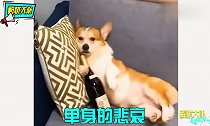 搞笑视频集锦这下感觉一场猫狗大战在所难免了!笑坏我了