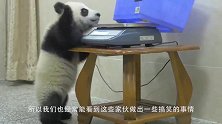 熊猫宝宝乱跑，被熊猫妈妈发现后，接下来画风让人笑到肚子痛
