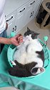 胖子是乖宝宝哦，乖乖的刷牙好物推荐 猫咪刷牙 宠物刷牙