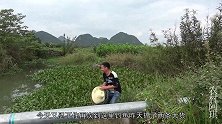 果然是隔壁鱼塘的鱼偷跑出来，阿琪这次又大丰收，鱼塘大叔看懵了