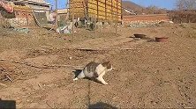我家的猫咪都成精了！齐天大圣
