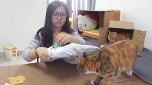 猫咪首登“夏威夷吊床”，不停摩擦身体，一脸陶醉却讨主人嫌弃！