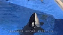 虎鲸游到岸边，吐出嘴里的鱼给海鸟吃，下一秒画面吓到众人！