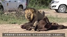 有担当的狮王，捕获野牛不贪独食，带回家中给妻儿享用